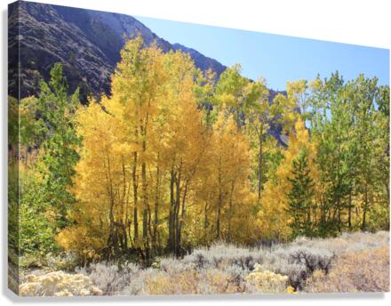 Fall Color Canvas Print