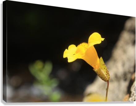 Monkey Flower Yellow Canvas Print