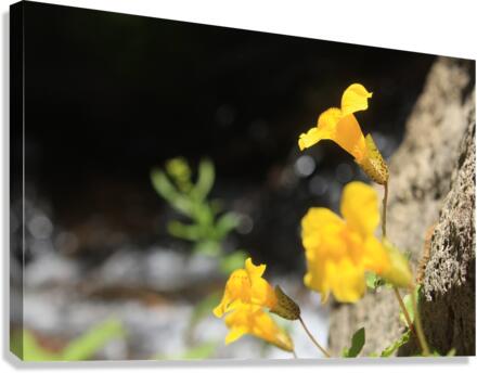 Monkey Flower Canvas Print