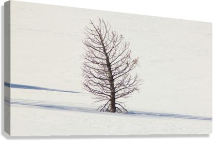Ghost Tree Snow Canvas Print