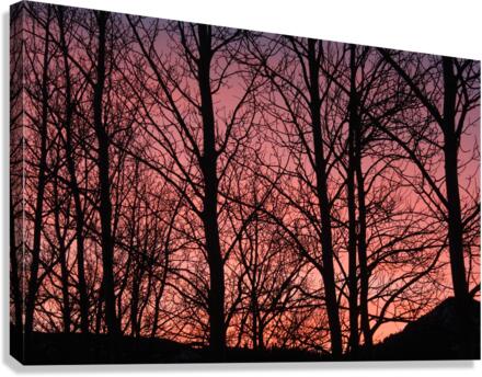 Tree Silhouette Sunset Canvas Print