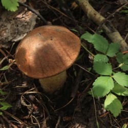King Bolete Mushroom 
