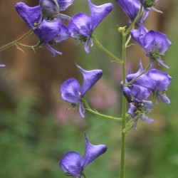 Monks Hood Flower