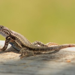 lizard