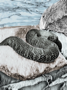 Water Snake