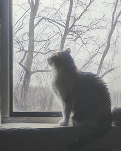 Calico Window View