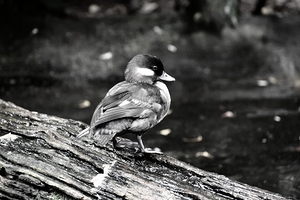 Duckling - Side View - B&W