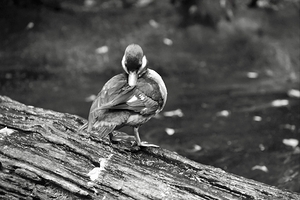 Duckling Preening - B&W