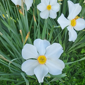 Park Flower   Focused
