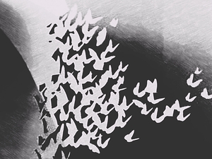 Butterfly Flutter B&W