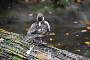 Duckling Preening