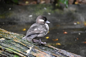 Duckling - Side View