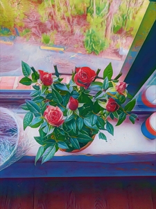Roses in window