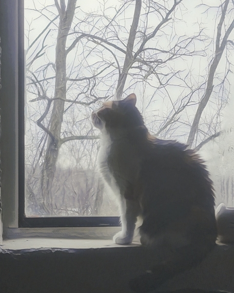 Calico Window View by Millie R Lissow