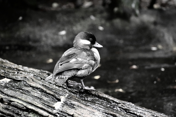 Duckling - Side View - B&W Digital Download