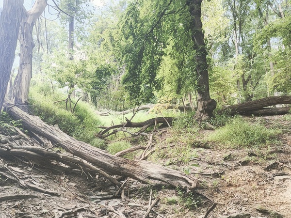 August Trail 2 by Millie R Lissow