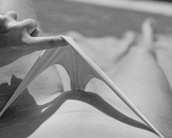 Delicate Shadows by Millie R Lissow