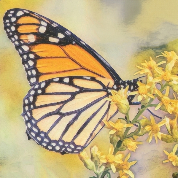 Butterfly on Flower by Millie R Lissow