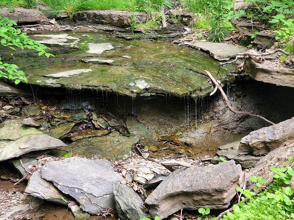 Trickle Pond by Millie R Lissow