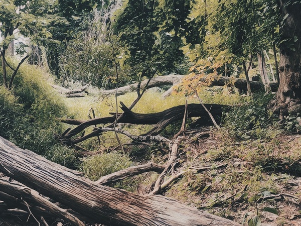 August Trail by Millie R Lissow