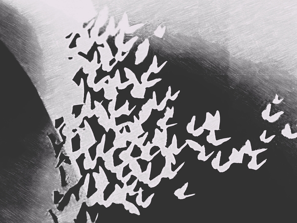Butterfly Flutter B&W by Millie R Lissow