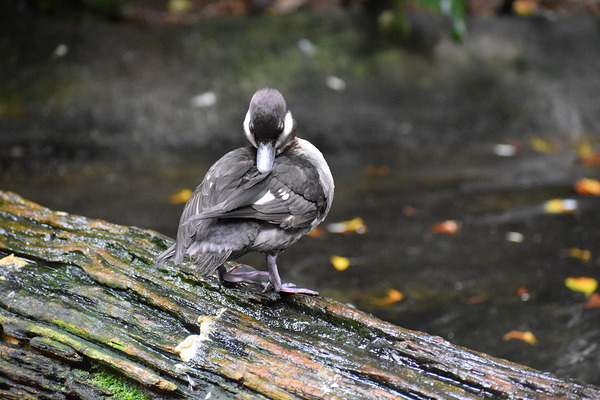 Duckling Preening Téléchargement Numérique
