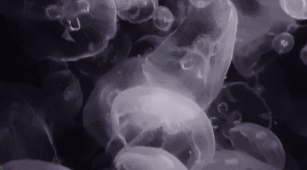 Fluid Motion Dark by Millie R Lissow