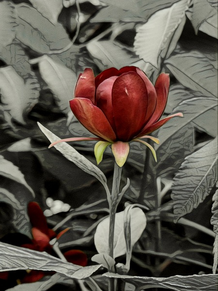 Red Bloom by Millie R Lissow