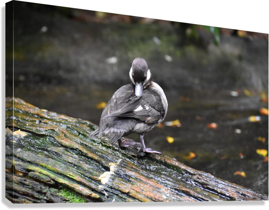 Duckling Preening Canvas Print