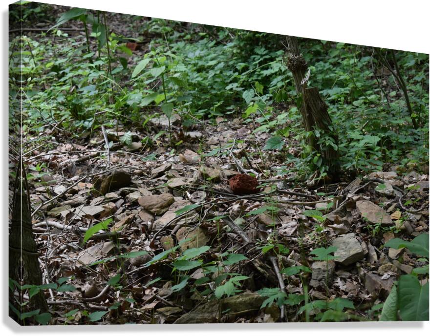 Red Stone Canvas Print