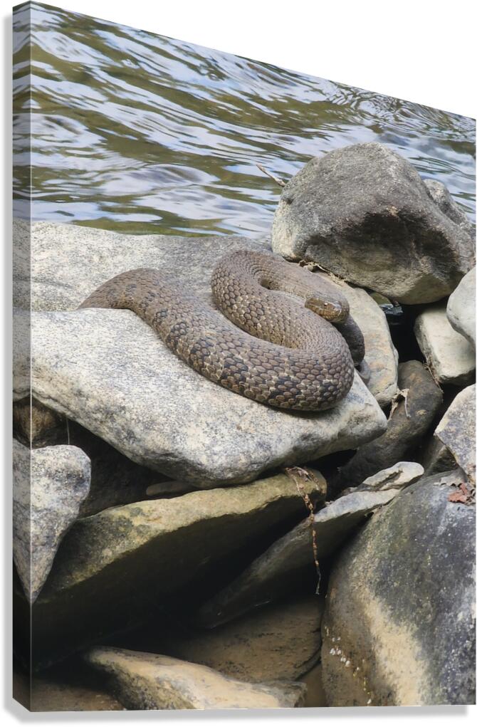 Water Snake Canvas Print