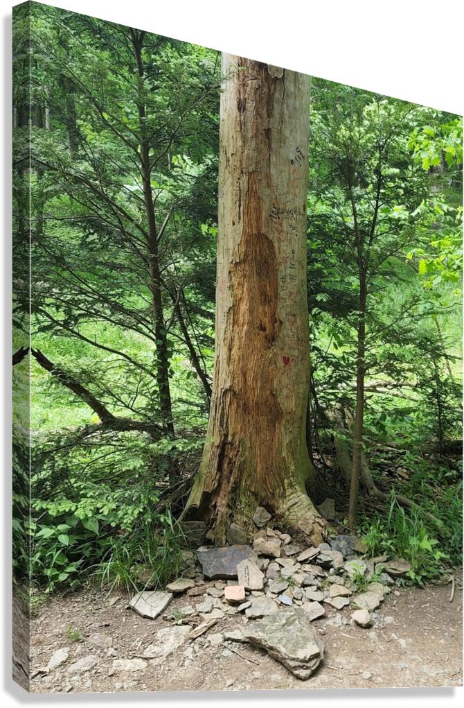 Signed Tree Canvas Print