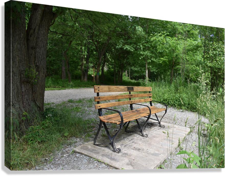 Tree & Park Bench Canvas Print