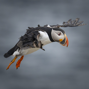 Puffin Landing