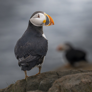 Puffin