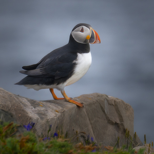 Puffin Art
