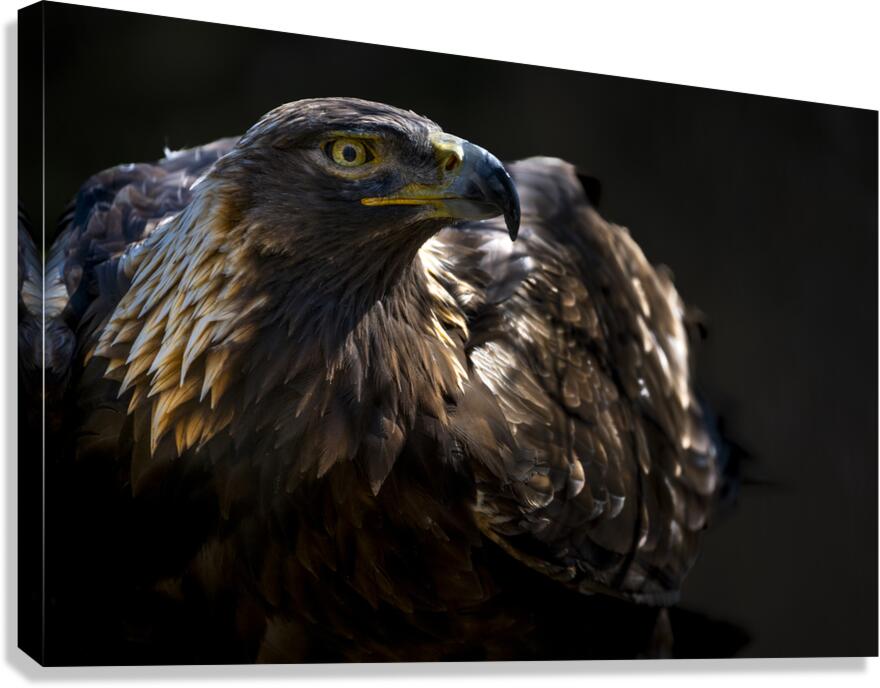 The Eagle Eye Canvas Print