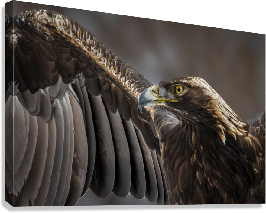 Majestic Eagle Canvas Print