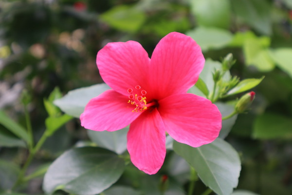 Little Rose by Kavitha Krishnamurthy