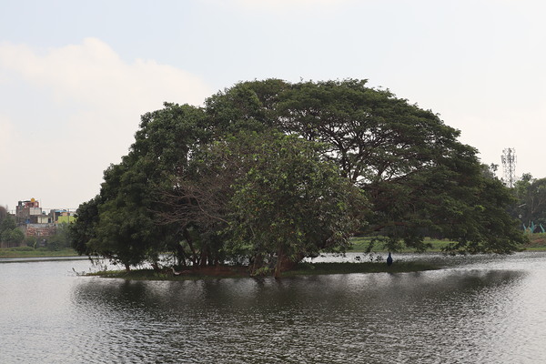 The Majestic Tree by Kavitha Krishnamurthy