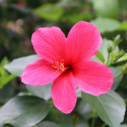 Little Rose