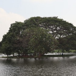 The Majestic Tree