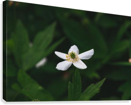 fleure Canvas Print