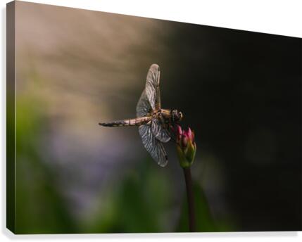 libellule  Canvas Print