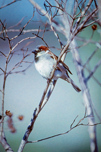 House Sparrow Perched on a limb