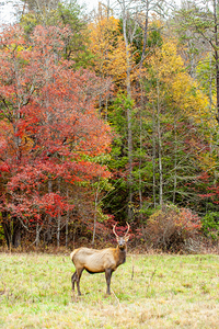 Bull Elk in Cataloochee Valley in North Carolina  