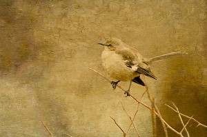 Mockingbird Canvas