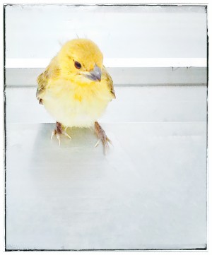 Yellow Bird