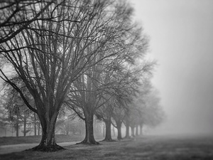 Trees in fog 