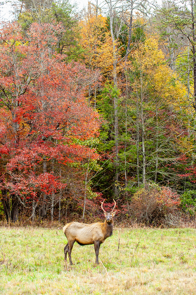 Bull Elk in Cataloochee Valley in North Carolina   Print